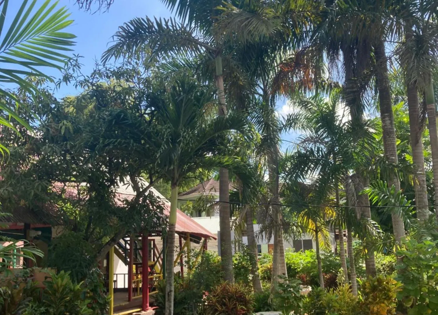 ***  Hotel Yoga Dreams Negril Jamajka